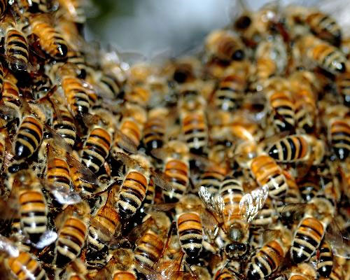 Phát hiện 4 virút mới gây ong chết hàng loạt