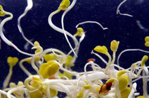 Khuẩn E.coli mới: Sinh sản nhanh hơn, độc hơn