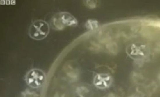 Xuất hiện sứa "hóa thạch sống" với số lượng lớn ở Trung Quốc