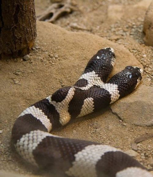 Rắn hai đầu là một loài rắn có hai đầu, một đặc điểm rất độc đáo. Hãy xem hình ảnh của chúng để thấy sự khác biệt giữa loài rắn hai đầu và các loài rắn khác.