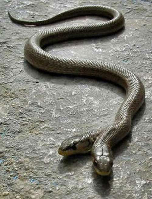 Bạn đã từng nghe về loài rắn hai đầu độc địa chưa? Hãy cùng xem hình ảnh về chúng để hiểu rõ hơn về sự đặc biệt và kỳ lạ của loài rắn này.