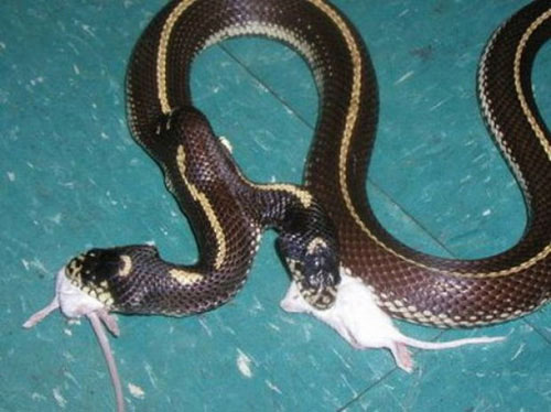 Bạn từng nghe về rắn hai đầu chưa? Đó là một loại rắn vô cùng đặc biệt và hiếm, và ở đây có một tấm hình thú vị về chúng. Hãy cùng chiêm ngưỡng vẻ đẹp và độc đáo của loại rắn đặc biệt này nhé.