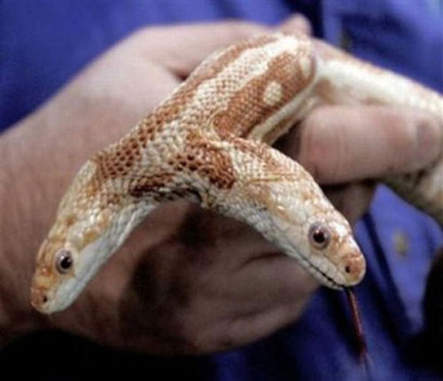 Rắn hai đầu: Vật nuôi hiếm gặp và có nhiều lời đồn đại, rắn hai đầu là một trong những loài rắn huyền bí nhất trên thế giới. Hãy xem hình ảnh độc đáo này để khám phá thêm sự đặc biệt của loài rắn này.