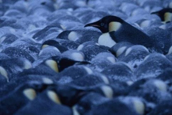 Bí quyết giữ ấm của chim cánh cụt 