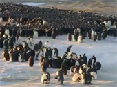 Video: Bí quyết giữ ấm của chim cánh cụt 