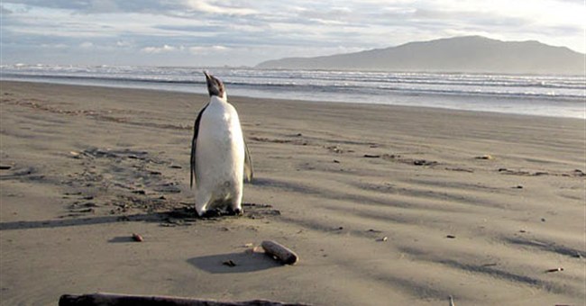 Chim cánh cụt lạc vào New Zealand