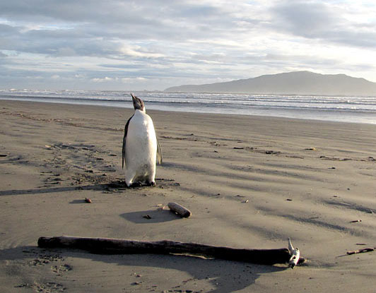 Chim cánh cụt lạc vào New Zealand