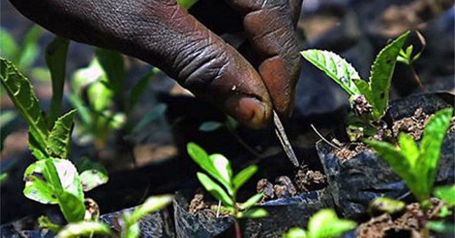 Chiến lược giảm bớt hiệu ứng nhà kính 