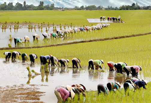 Làm nông nghiệp khiến con người... lùn đi 