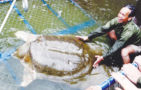 Mở rộng bể điều dưỡng cho Rùa Hồ Gươm