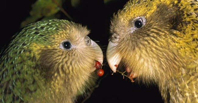 Những kẻ săn tình khét tiếng nơi hoang dã 