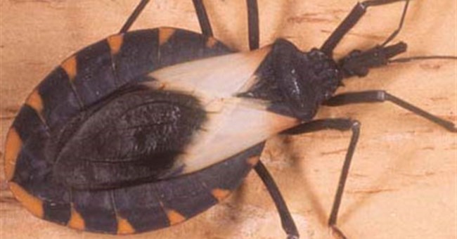 Báo động dịch "HIV mới" tại châu Mỹ