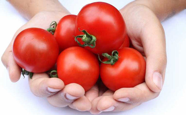 Lần đầu tiên giải mã thành công bộ gene cà chua