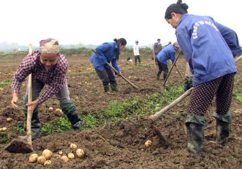 Phú Thọ sản xuất thành công khoai tây sạch bệnh