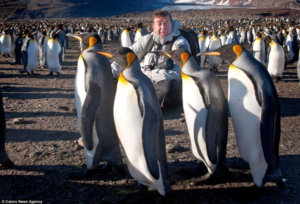 Bầy cánh cụt trên đảo hoang không băng tuyết