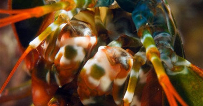 Tôm dài 10cm đẩy bay vật nặng 90kg