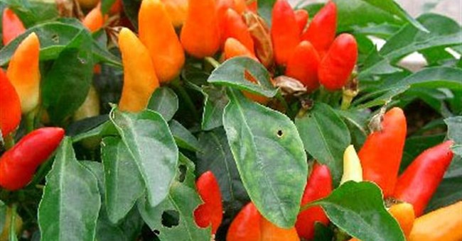 Cây cối cũng có tai?