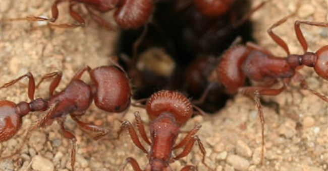 Kiến thông minh hơn người? 