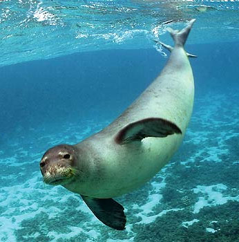 Australia tạo công viên hải dương lớn nhất hành tinh 