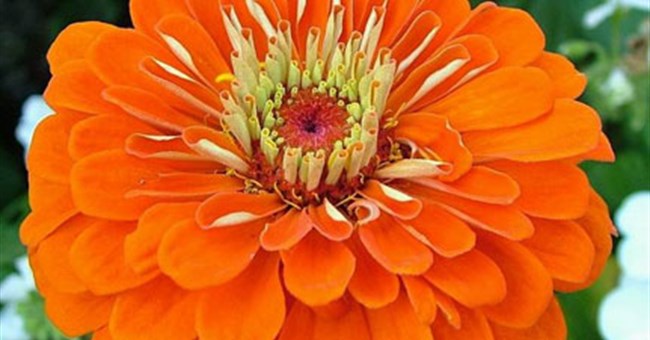 Hoa khiến cảm xúc con người thăng hoa