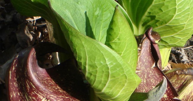 Điểm danh 7 loài hoa "nặng mùi" nhất thế giới