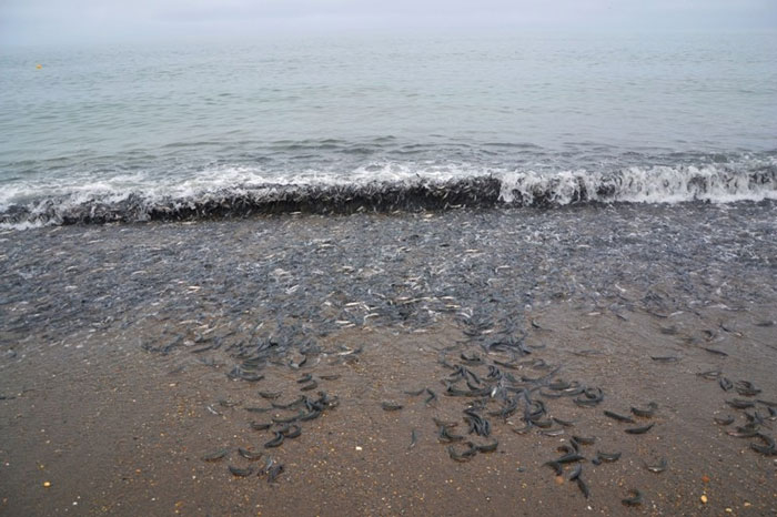 Kỳ lạ hiện tượng cá Trứng dạt bờ ở Kamchatka