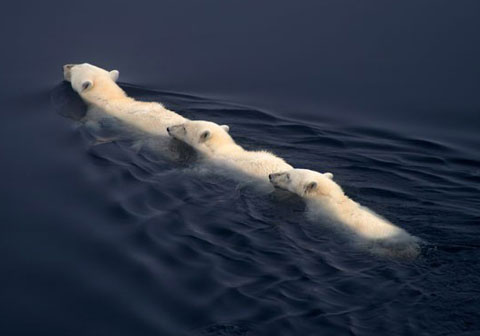 Ba con gấu trắng bơi thành hàng trong vùng biển ở phía bắc Na Uy. Vùng biển này thuộc Bắc Băng Dương.