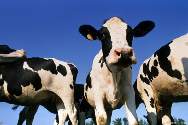 Đo khí thải của bò để chống biến đối khí hậu