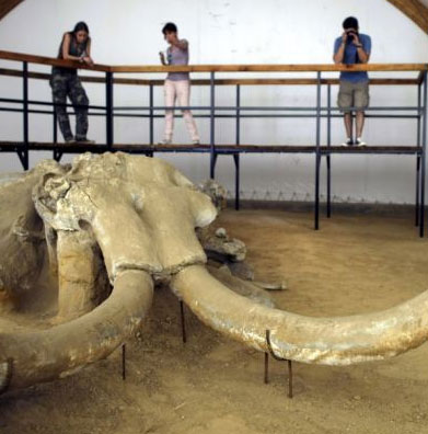 Tìm thấy một bãi xương voi ma mút ở Serbia 