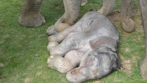 Vì sao voi mang thai tới gần 2 năm mới sinh con?