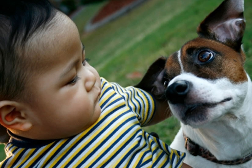 Tiếp xúc với chó giúp trẻ giảm nguy cơ bệnh hen suyễn