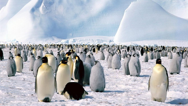 Băng tan đe dọa chim cánh cụt hoàng đế