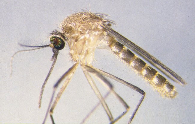 Phát hiện loài muỗi không cần "bữa ăn máu"