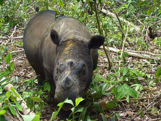 Tê giác hiếm sắp sinh con tại Indonesia