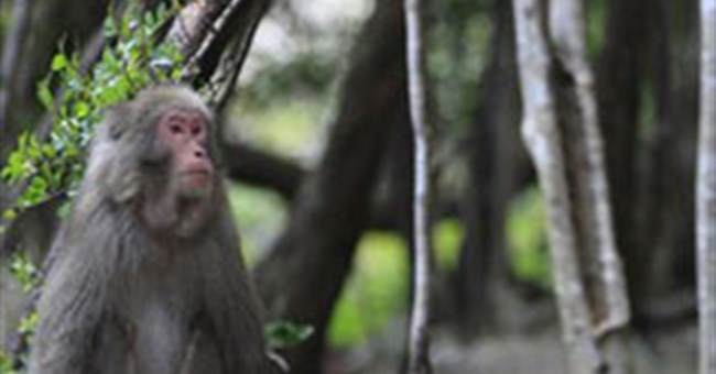 Động vật cũng biết nghe lỏm