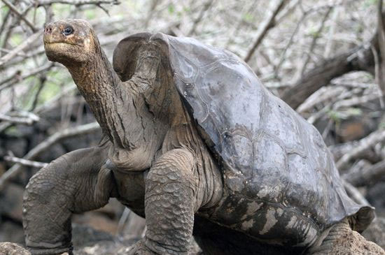 Chú rùa nổi tiếng nhất thế giới đã qua đời