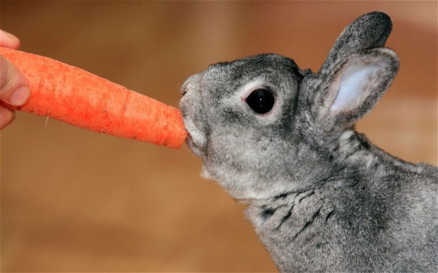 Thỏ không thích ăn cà rốt như con người thường nghĩ 