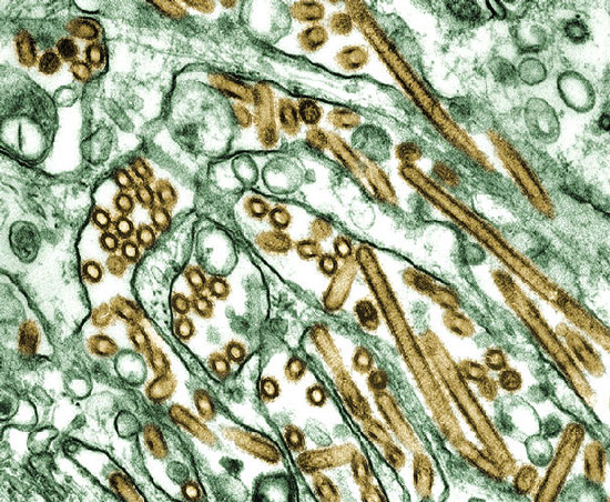 H5N1 có thể lây qua không khí 