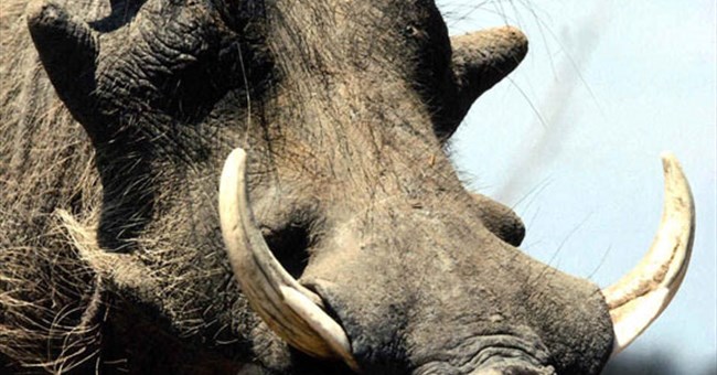 Những động vật xấu nhất hành tinh