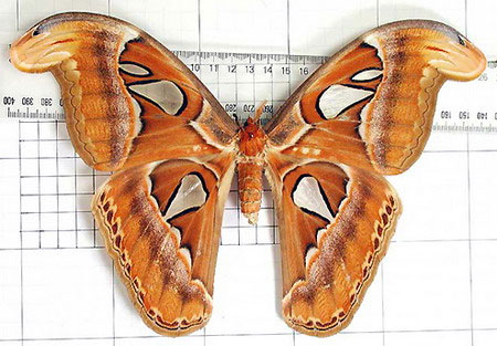 Mẫu bướm khế khổng lồ bắt được ở Indonesia vào năm 1922.