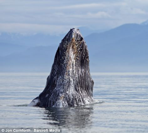Chiêm ngưỡng cá voi lưng gù nhảy múa trên mặt nước