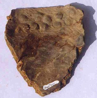 Phát hiện mảnh gốm cổ nhất thế giới