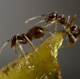 Loài kiến bí ẩn "bấm" chuông lúc nửa đêm