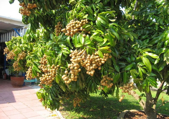 Bình tuyển nhãn đầu dòng để bảo tồn giống đặc sản