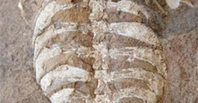 Hóa thạch tổ tiên loài rùa