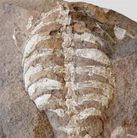 Hóa thạch tổ tiên loài rùa