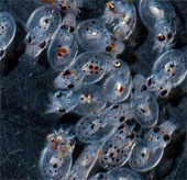 Video: Hàng ngàn bạch tuộc con chào đời