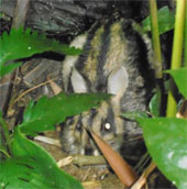Phát hiện loài thú cổ thỏ vằn tại Khu bảo tồn Sao La