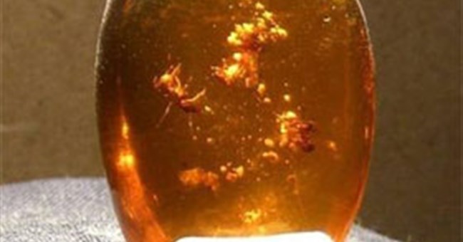 Tìm hiểu về sự hình thành hoá thạch trong tự nhiên (1)