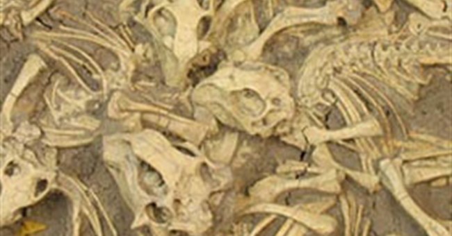 Tìm hiểu về sự hình thành hoá thạch trong tự nhiên (2)